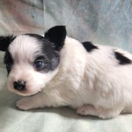 Jackson - Black and white male Companion Cross puppy in Davenport, Washington from Lovely Ladies and Little Asses Miniature Equines (L3A Pomeranians & Papillons)