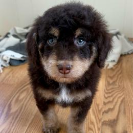 Tennessee - Red tri-color female Aussiedoodle puppy in Heber City, Utah from Junipersdoodles