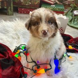 Boy 2 - Red merle male Australian Shepherd puppy in Rochester, Massachusetts from Clover Creek Aussies