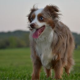 Worm - Red merle female Toy Australian Shepherd puppy in Hartman, Arkansas from Southern Edition Aussies