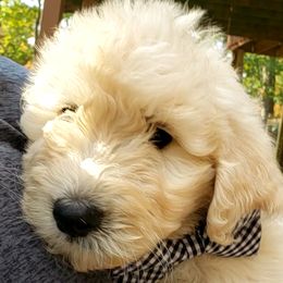 Boy 3 - Sable Bernedoodle puppy in Columbia, Missouri from Silver Creek Pups