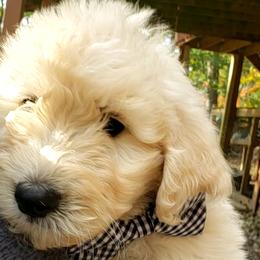 Boy 3 - Sable Bernedoodle puppy in Columbia, Missouri from Silver Creek Pups