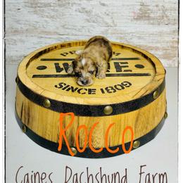 Rocco - Dapple male Dachshund puppy in Cincinnati, Ohio from Caines Dachshund Farm