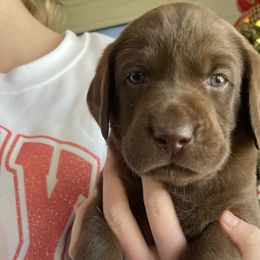 Black Boy - Chocolate Labrador Retriever puppy in Nicholasville, Kentucky from Old Railroad Labs