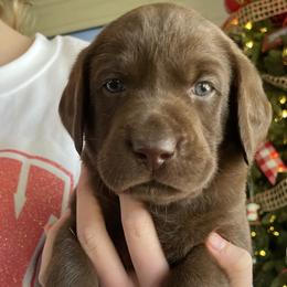 Black Boy - Chocolate Labrador Retriever puppy in Nicholasville, Kentucky from Old Railroad Labs