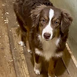 Girl1 - Red tri-color female Miniature American Shepherd puppy in Harmony, North Carolina from Carolina Pride Aussies
