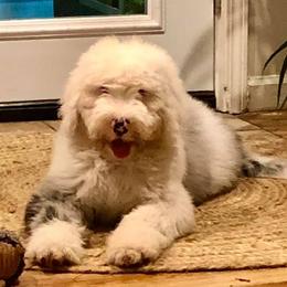 Aussiedoodles, Bernedoodles, Goldendoodles, Poodles, and Sheepadoodles from Kitandkboodle's Doodles