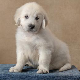 Iris- Pink Collar - Light golden female Golden Retriever puppy in Germantown, Ohio from Doodle Patch Farm