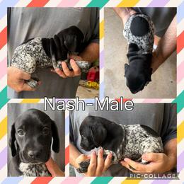 Nash - Black roan male German Shorthaired Pointer puppy in Pierz, Minnesota from RFP Pointers German Shorthaired Pointers