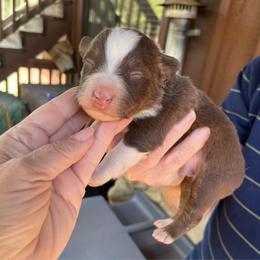 Red tri male - Red tri-color male Australian Shepherd puppy in Chino Valley, Arizona from Cu2 Aussies