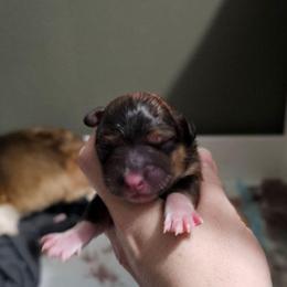 Male 1 - Sable male Pembroke Welsh Corgi puppy in Washington from Castle View Royal Rumps