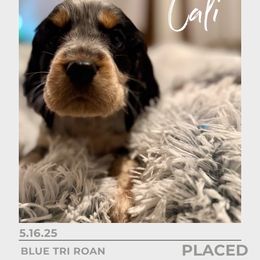 Cali - Tri-Roan female English Springer Spaniel puppy in Arcadia, Florida from Redemption Fields Springer Spaniels