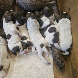 Boy 3 - German Shorthaired Pointer puppy in Henderson, Texas from C4 Gun Dogs