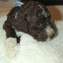 Goldendoodle and Poodle Puppies from David & Patricia Elliott