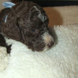 Goldendoodle and Poodle Puppies from David & Patricia Elliott
