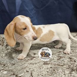 Carmela - Cream female Dachshund puppy in Hoquiam, Washington from Heyd's Mini Dachshunds