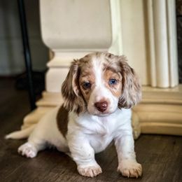Dachshund Puppies from Catt Farms Longhaired Dachshunds