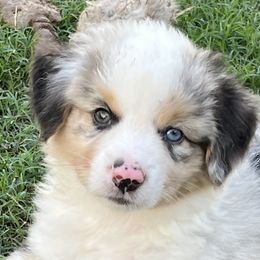 Boy 1 - Blue merle Miniature American Shepherd puppy in Texas from Epic Miniature American Shepherds