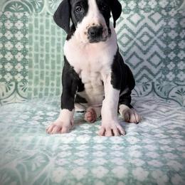 Great Dane Puppies from North Cedar Danes