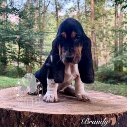 Brandy - Black white and brown female Basset Hound puppy in Dingess, West Virginia from Tuckers' Howling Hounds