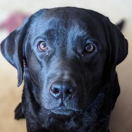 Poppy - Labrador Retriever