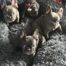 French Bulldog Puppies from Couture’s Frenchies