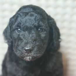 Onyx - Black and white female Assorted Doodle Crosses puppy in Jackson, Georgia from LaiCi Doodles
