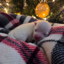 Jingle - White male Pomeranian puppy in New Lenox, Illinois from Illinois Poms
