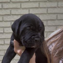 Cane Corso Puppies from Crowned Corso