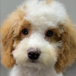 Laken - Red and white female Cockapoo puppy in Lebanon, Kentucky from Mosaic Merle Doodles