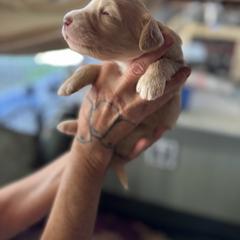 Bernedoodle, Double Doodle, and Saint Berdoodle Puppies from Remington Kennels, LLC