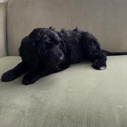 Bellini - Black female Bordoodle puppy in Indianapolis, Indiana from Indiana Bordoodles