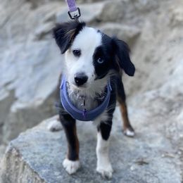 Pandora - Toy Australian Shepherd
