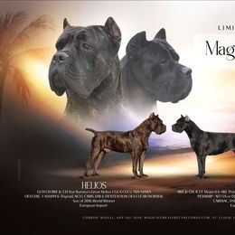 Cane Corso puppies from Magical Creature Cane Corso
