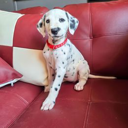 Kitsune - White and black female Dalmatian puppy in Salem, Missouri from Paradise Spots Dalmatians