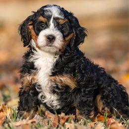 Dapper - Tri-color male Bernedoodle puppy in Cortez, Colorado from Sassy Pants Pups