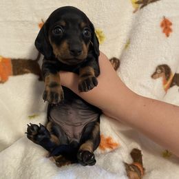 Chloe black n tan - Black and tan female Dachshund puppy in Springfield, Tennessee from Savannah’s Doxie Palace