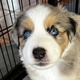 BMM - Blue merle Miniature American Shepherd puppy in Litchfield Park, Arizona from New Dawn Aussies