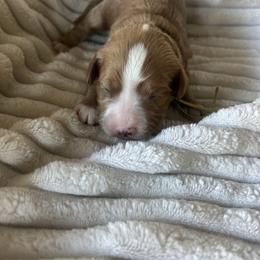 Little Boy Cavapoo - Red male Cavapoo puppy in Powder Springs, Georgia from West Cobb Dogs