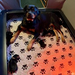 Female 3 - Black and mahogany female Rottweiler puppy in Hurdle Mills, North Carolina from Von Haenn Rottweilers