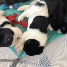 Akita Puppies from Gloe Akita's