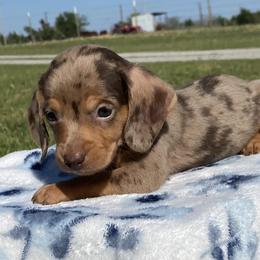 Daisy - Dapple female Dachshund puppy in Oklahoma from Rockin’ S Kennel