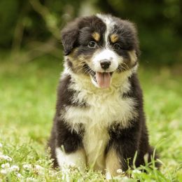 Miniature American Shepherd, Miniature Australian Shepherd, and Toy Australian Shepherd Puppies from Fine Hill Aussies