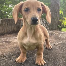 Autumn - Red female Dachshund puppy in Industry, Illinois from KDKs Kennels