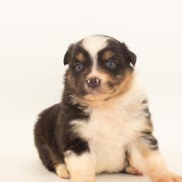 Juniper - Yellow Collar - Blue merle female Australian Shepherd puppy in Placerville, California from BFF Aussies