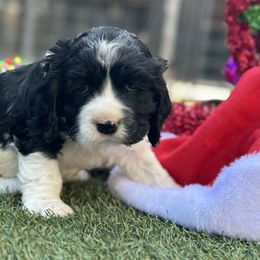 Catahoula Leopard Dog and Cocker Spaniel Puppies from Rich Cat’s
