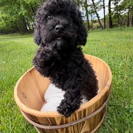Tux - Black male Maltipoo puppy in Mahwah, New Jersey from Awwws-n-Pawws