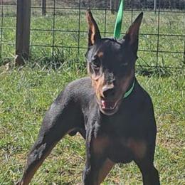 Kraken- Black male. Cropped. - Red male German Pinscher puppy in Chatham, Virginia from WMHK9/Roolyn German Pinschers