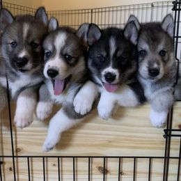 Siberian Husky Puppies from SoFlo Siberians