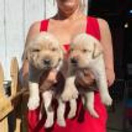 Labrador Retriever Puppies from Converse Premium Labs